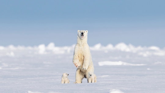 Polar bear is snapped standing upright in Canada's Baffin Island: 'Gave me goosebumps'