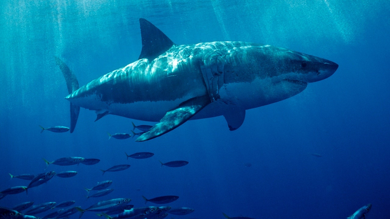 'Cocaine Sharks' may be feasting on bales of drugs off Florida's coast