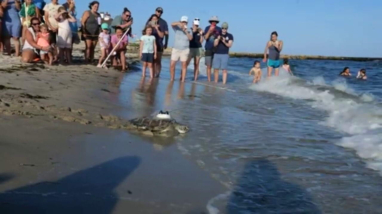 Return home! Sea turtles released off the Cape Cod coast