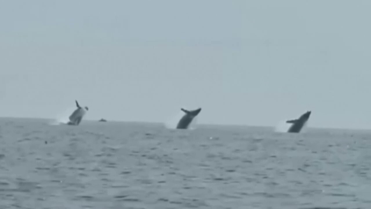 Trio of humpback whales caught on video jumping in unison