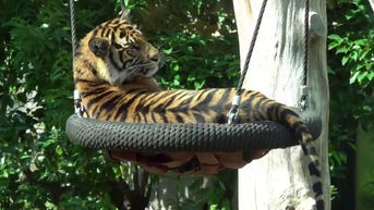 Tiger cubs go for a SWING