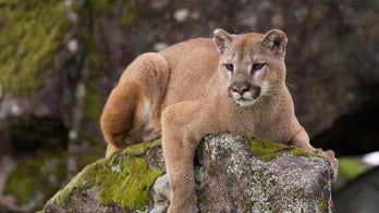 Mountain lion spotted near South Dakota golf course