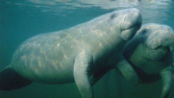 Popular Florida manatee died of injuries from sex with his brother, aquarium concludes