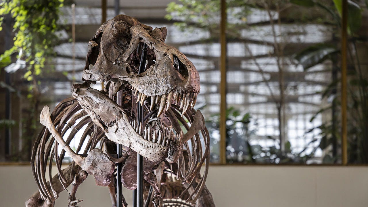 T. rex skeleton to be auctioned in Switzerland, expected to fetch millions