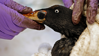 Professor urges others to celebrate ‘queerness' of birds made infertile by pollution: 'Fun to be f---ed up'